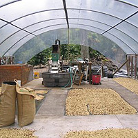 Kona Coffee Cherries